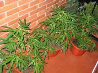 BeloCTG - Africa must wake up (feat Pom, Sies, Jasiu)