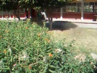 El Vuelo de la Mariposa Monarca.