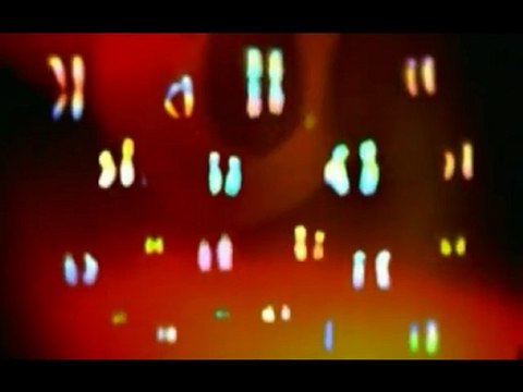 Espermatozoides (6): En el ovulo (la fecundacion)