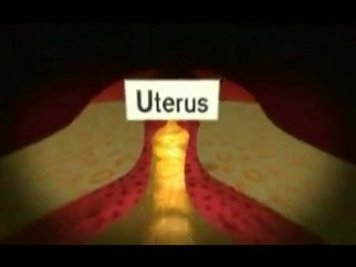 Espermatozoides (4): En el utero
