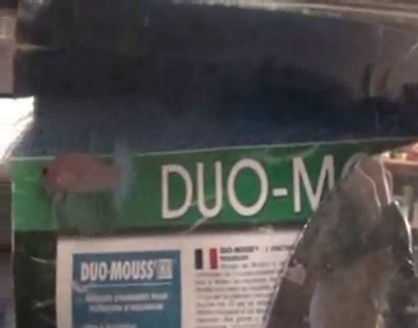 Betta splendens Orange X PK bleu acier 7/11/2010