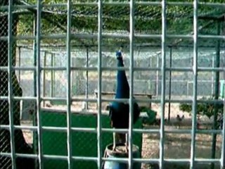 Castle Park Birds 1 10 2003