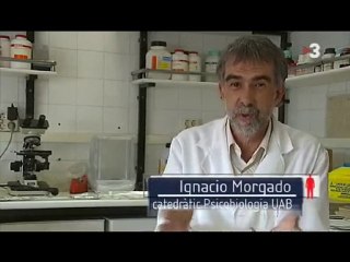Cervell: Dimorfisme sexual (Ignacio Morgado)