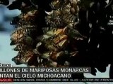 Millones de mariposas monarcas pintan cielo michoacano