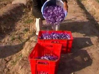 Избавиться от опиумного мака поможет шафран