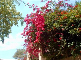 PLEASE DON´T GO - LADY HAGUA