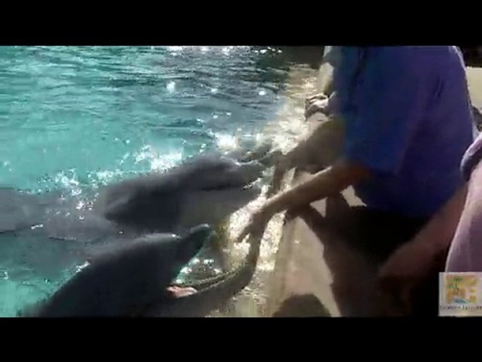Dolphin Up Close Tour Sea World