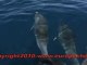 Rencontre avec les dauphins devant Sète Europêche34