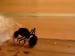 Vidéo Messor capitatus