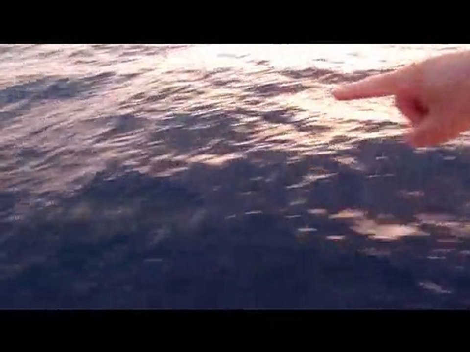 Safari dauphins la Réunion