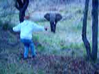 The Elephant Dance at Kruger National Park