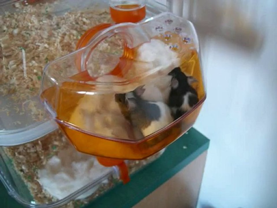 Mes petites souris "maya et chipie"!