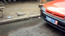 ECOULEMENT D'EAUX USEES EN PLEINE CHAUSSEE