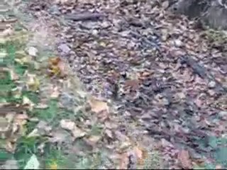 Revelry French Connection aka Emy