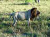 Male Lion at Kruger National Park by Ray Dinning