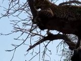 Leopard Before the Charge on Safari at Kruger by Ray Dinning