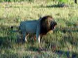 Ray Dinning with Lion Roaring at Kruger National Park