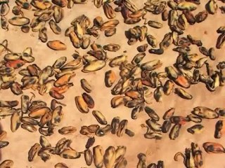 cote atlantique maroc