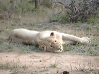 Brian Dinning with Lions on Morning Safari