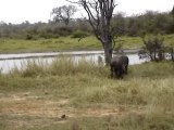 Buffalo Fighting at the Kruger National Park by Ray Dinning