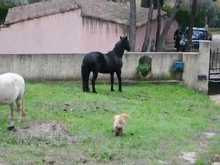 Défoulage Leeloo et Teddy