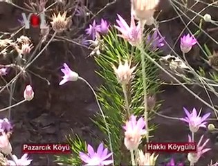 Hakki Köygülü'nün Videoları- Zara - Pazarcık Köyü Son Bölüm
