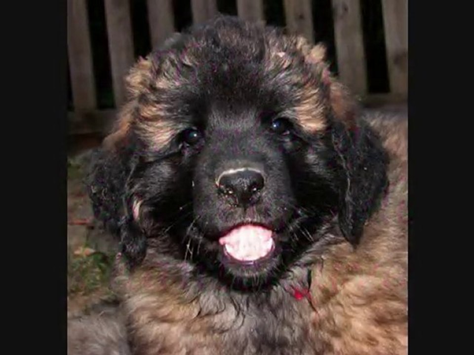 Un petit leonberg  du nom de Florette