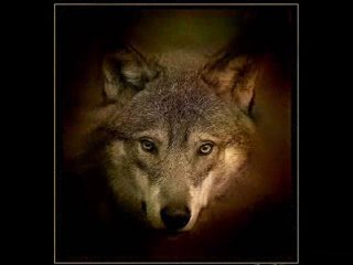 ESKİ TİMSAH!! ÜLKÜCÜLER