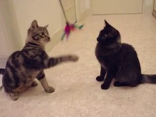 2010-11-04 Chatons plumeau