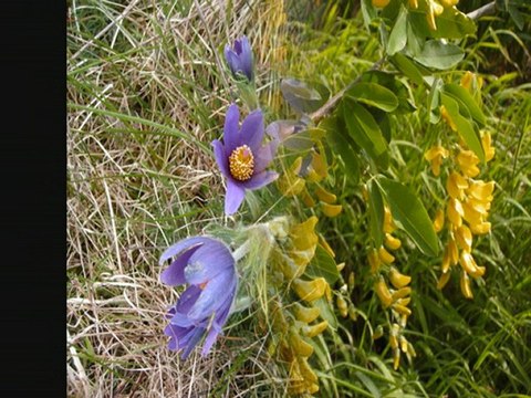 Randos du Mardi (Chemins en Yvré 2010)