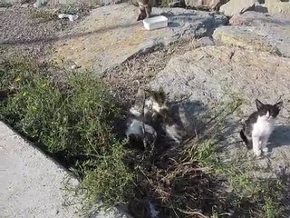 Maltepe Sahilinde Kediler