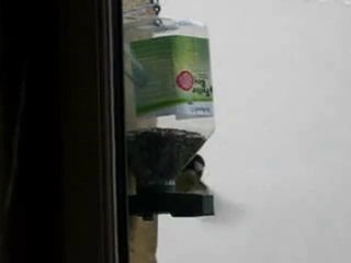 Mésanges au distributeur