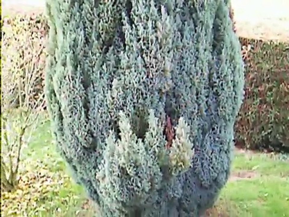 mes arbres
