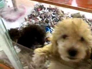Evcilim Pet Shop Minyatür (Kaniş) Poodle Yavrularımız