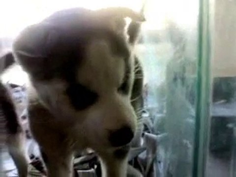 Evcilim Pet Shop Siyah Beyaz ve Gri Husky Yavrularımız