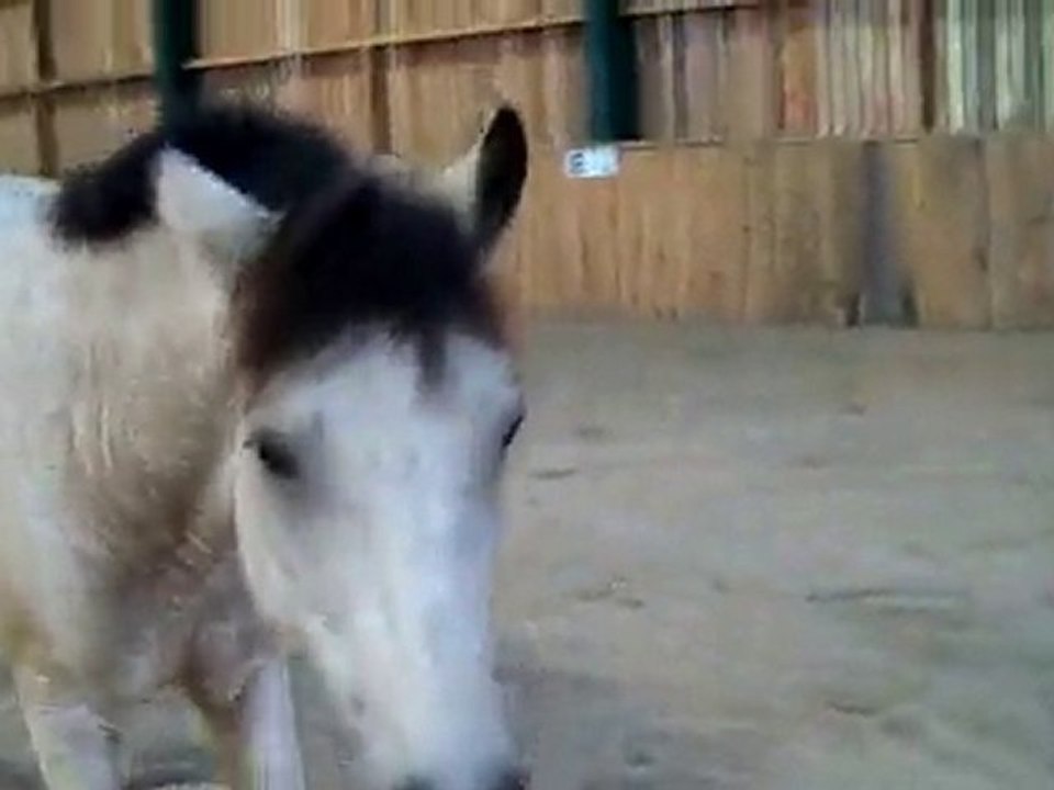 Réglisse liberté manège