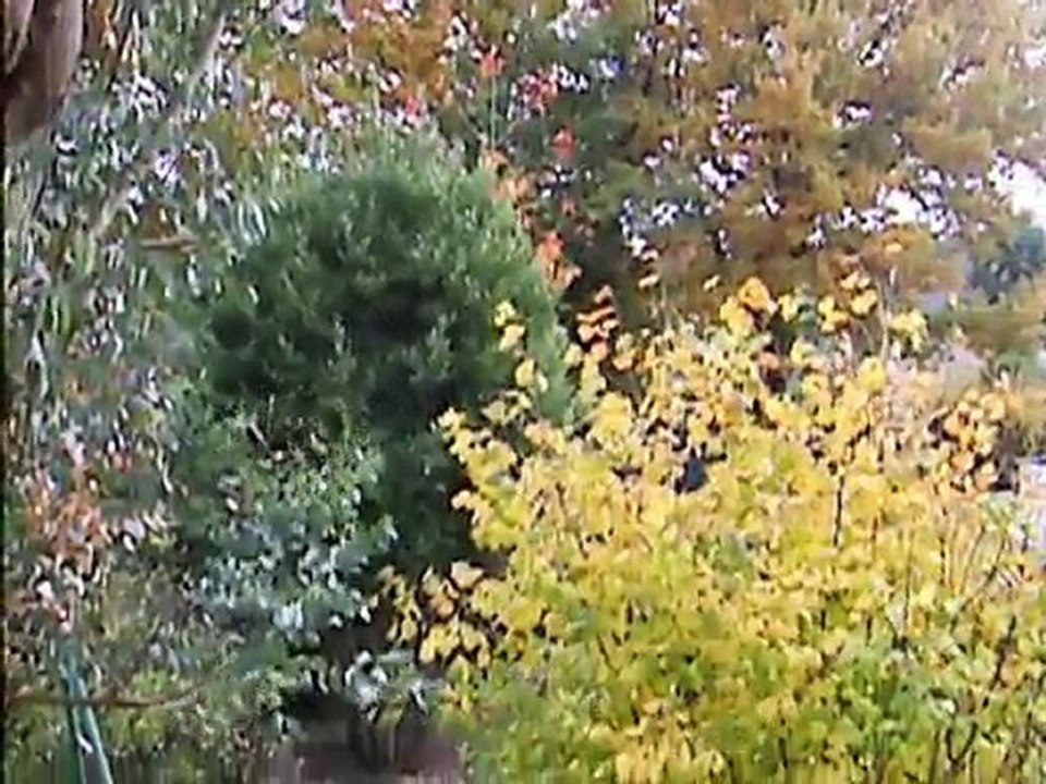 les arbres