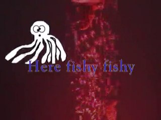 Fish Swimming