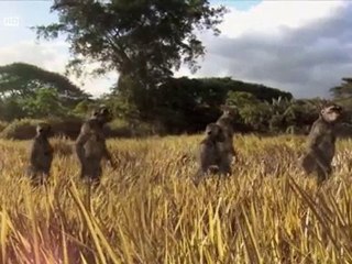 1_3 Aux origines de l'humanité 2_3 les premiers pas