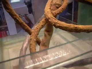 Remplissage du paludarium pour tester étanchéité de la plage