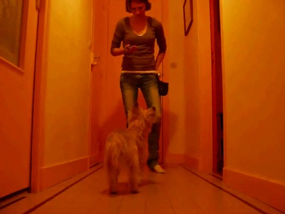 Touch' dolbie cairn terrier