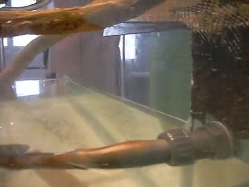 Remplissage du paludarium pour tester le trop plein