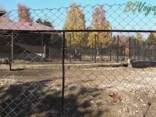 Sofia zoo, Bulgaria, Deers