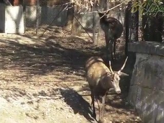 Sofia zoo, Bulgaria, couple of Deers
