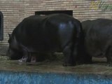 Bulgaria, Sofia zoo, hippopotamus