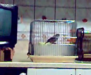 BÜLBÜL ÖTÜMLÜ  YAVRU KANARYAM  (2010)