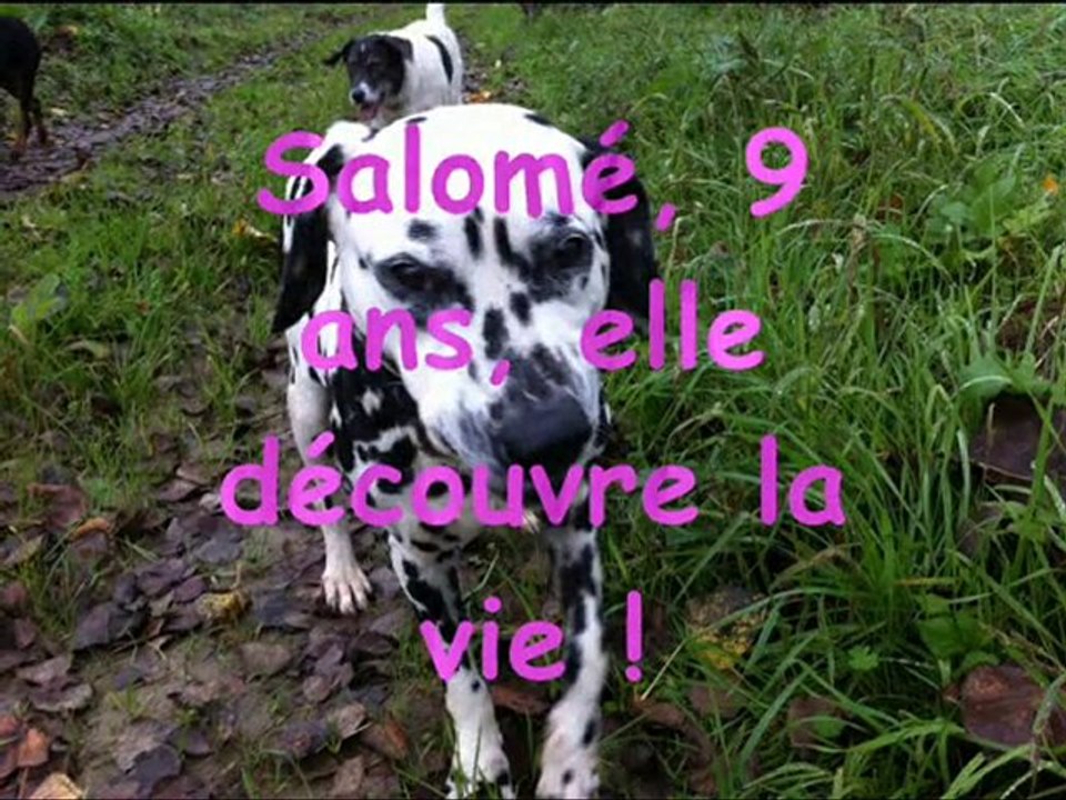 Nos_protégés_dalmaSF_2010_11_07