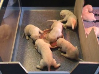 Kaly - Portée B - 07.11.2010 1 Premier service