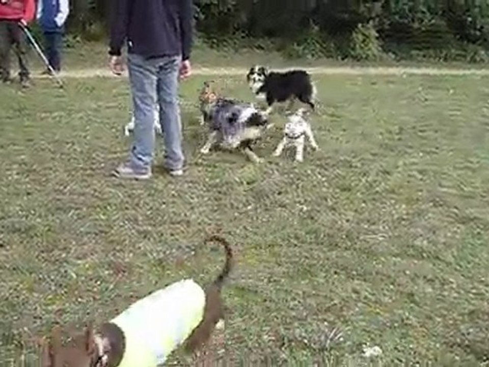 Jeu entre chiens du forum