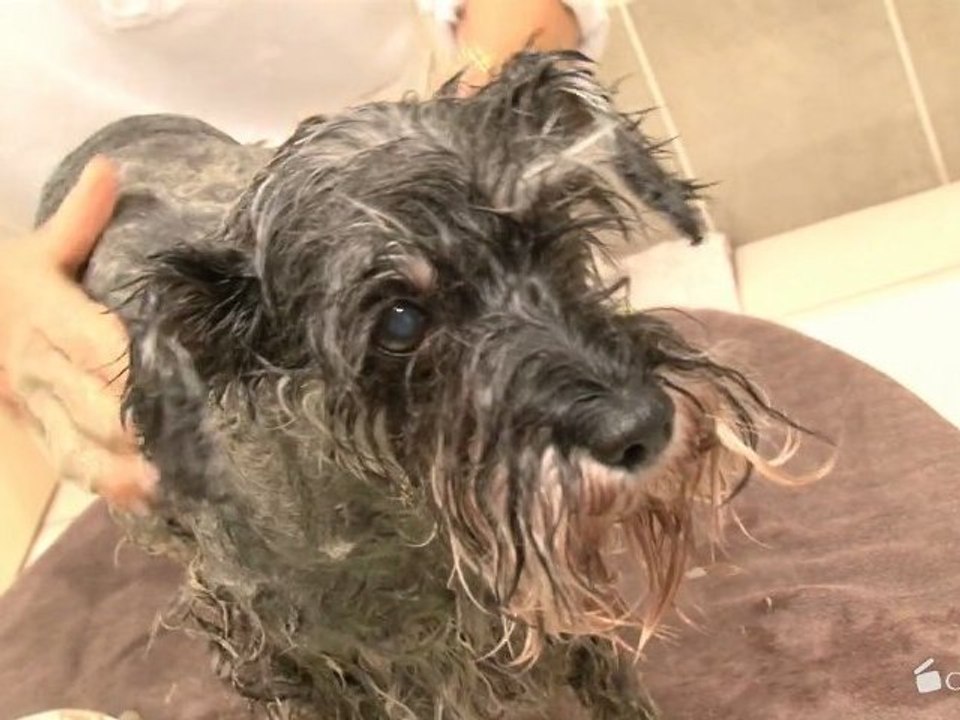 ADP - SPA pour chiens et chats